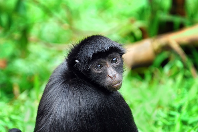 Amazon - Black Spider Monkey