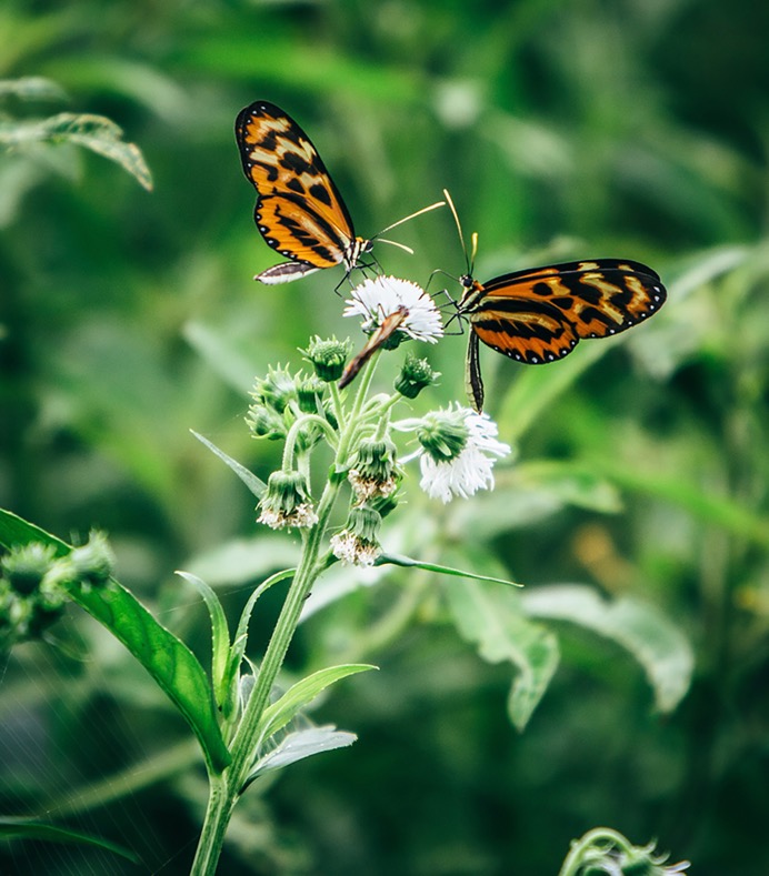 Amazon - Butterflies