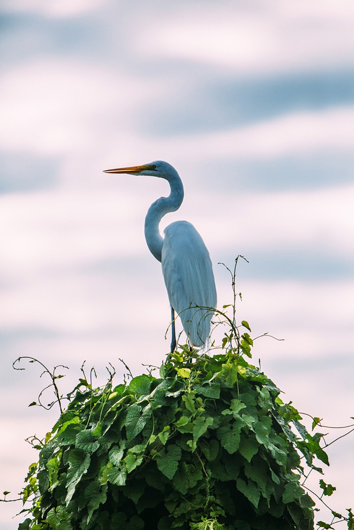 Amazon - Great Egret - 01