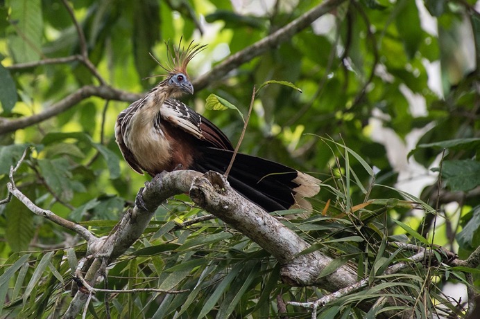 Amazon - Hoatzin 01