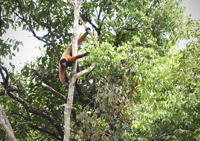 Amazon - Howler Monkey - 03