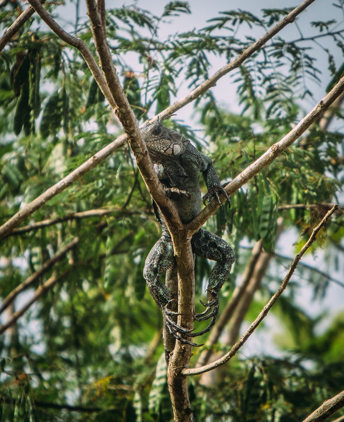 Amazon - Iguana01