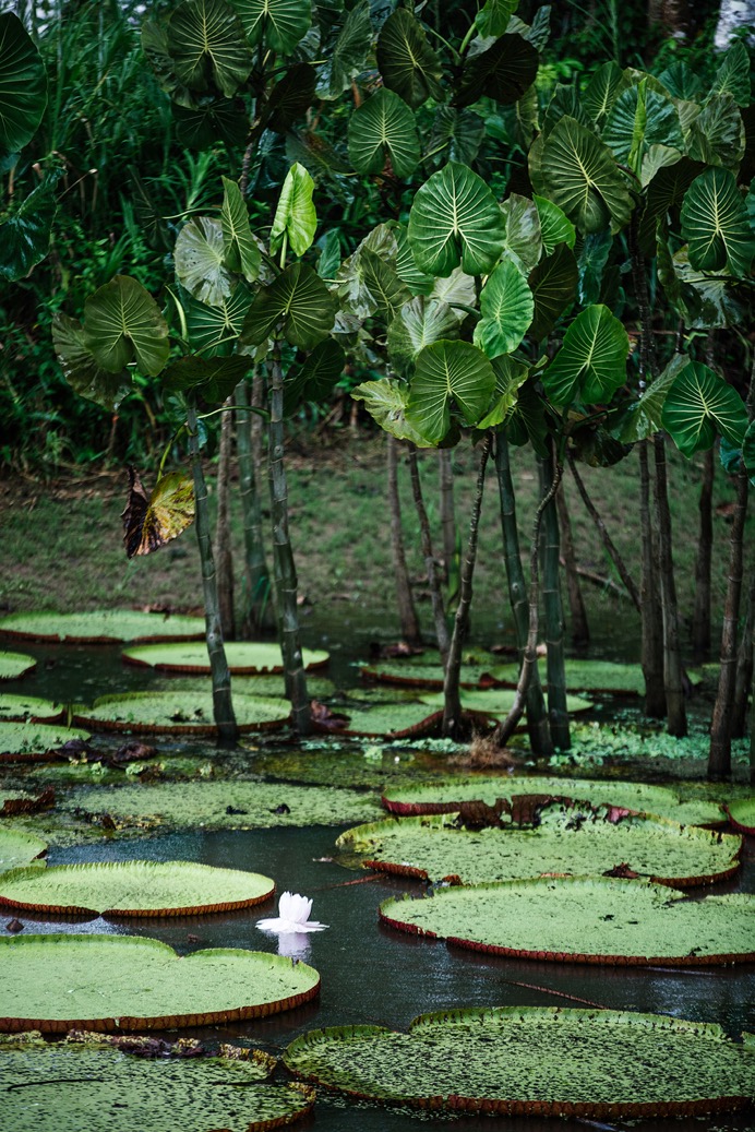 Amazon - Lily Pads - 01