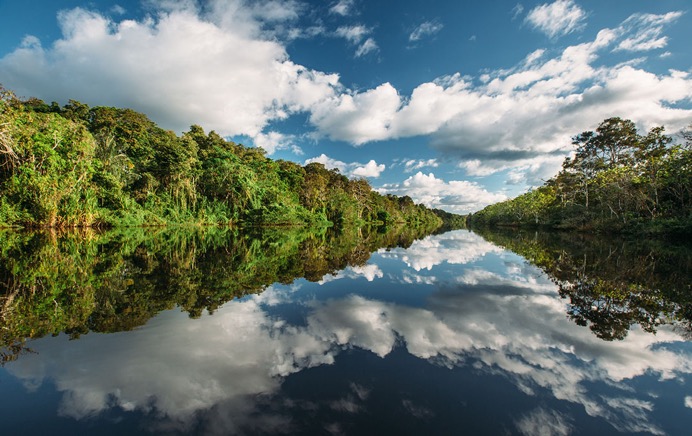 Amazon - Mirrored Forest - 02