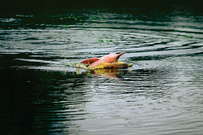 Amazon - Pink Dolphins - 01