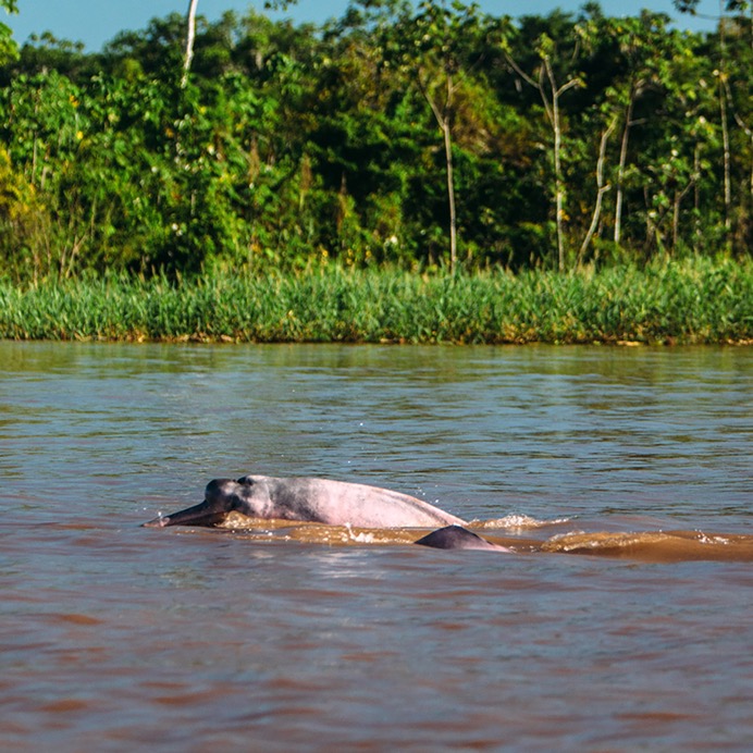 Amazon - Pink Dolphins - 02