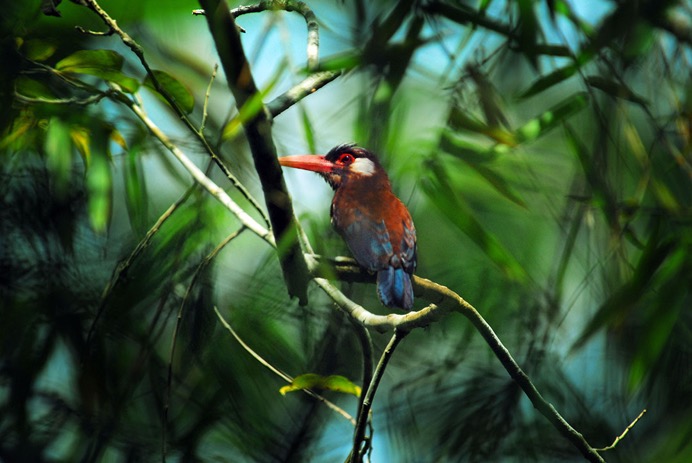 Amazon - White-Eared Jacamars