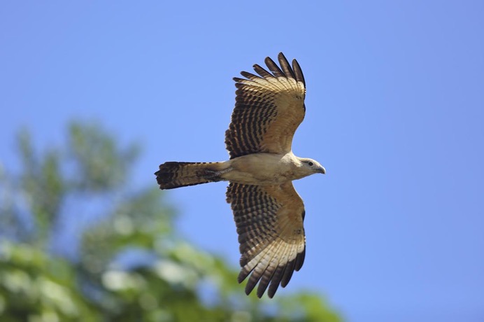 Aqua Nera_Falcon