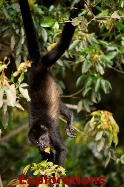 Howler Monkey 5728_WM