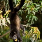 Howler Monkey 5728_WM