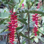 heliconia_WM
