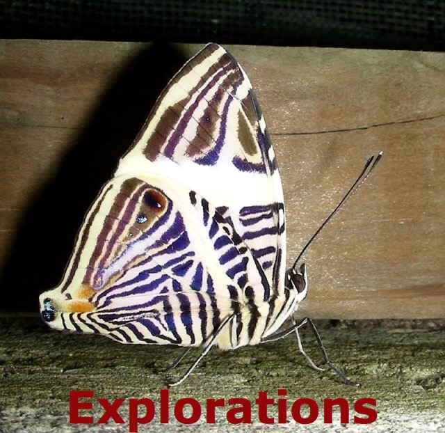 473044047209_0_BG_WM