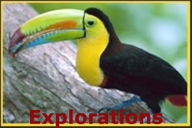tucan_WM