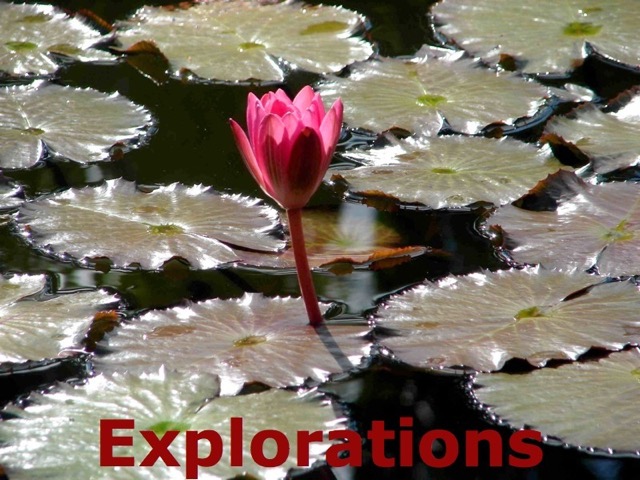 waterlilly_WM