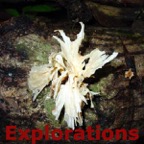 143-Fungus_WM