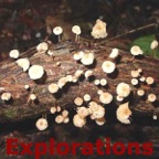 148-Fungi_WM