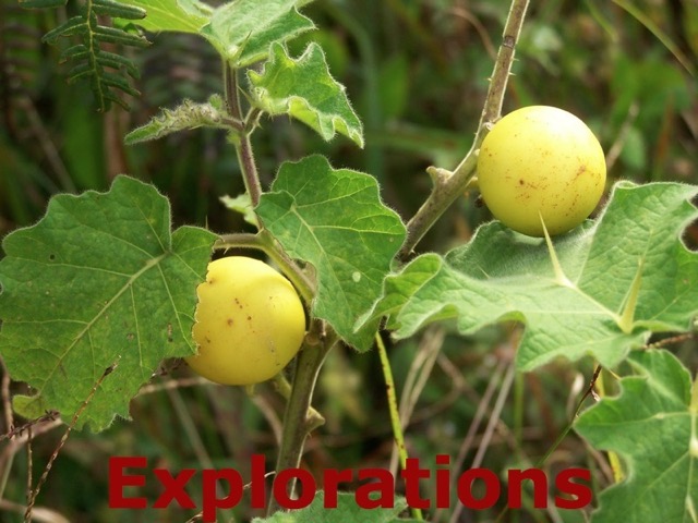 Ram Tzul unknown plant_WM