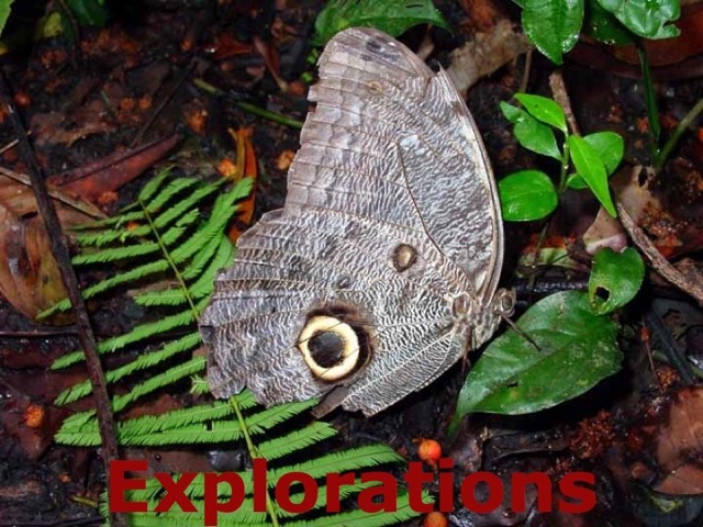 047-Owl-Spot-Butterfly_WM