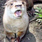 249-otter-rev_WM