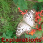 mariposa_WM