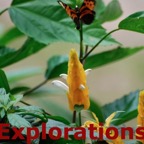 Amazon River rainforest tours and travel-17_WM