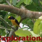Amazon River rainforest tours and travel-6_WM