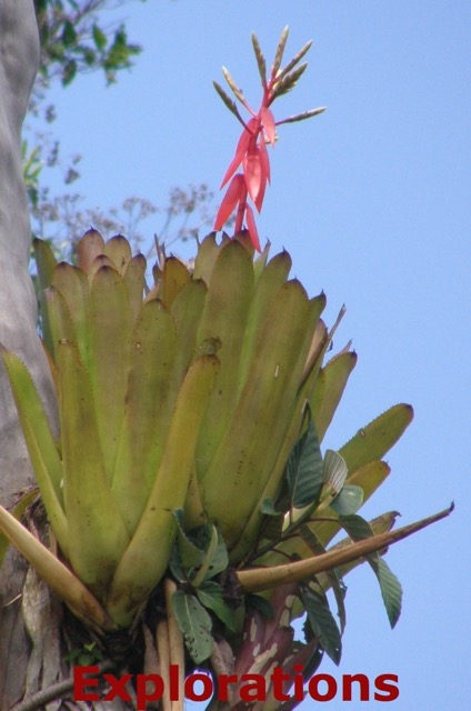 Amazon River rainforest tours and travel-7_WM