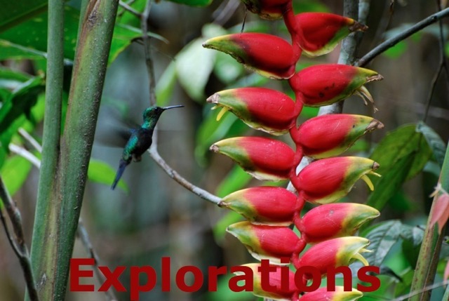 Amazon Tambopata rainforest nature wildlife-5_WM